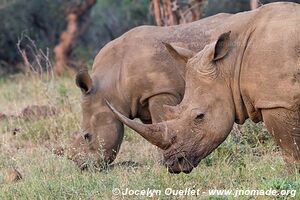 Hluhluwe-Imfolozi Park - The Elephant Coast - South Africa