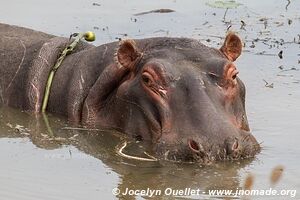 Parc national Pilanesberg - Afrique du Sud