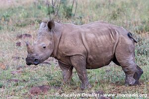 Hluhluwe-Imfolozi Park - The Elephant Coast - South Africa