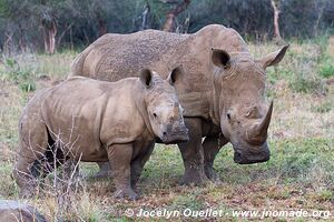 Hluhluwe-Imfolozi Park - The Elephant Coast - South Africa