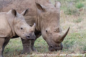 Parc Hluhluwe-Imfolozi - The Elephant Coast - Afrique du Sud