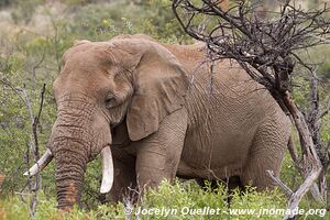 Parc national Pilanesberg - Afrique du Sud