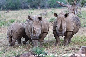 Parc Hluhluwe-Imfolozi - The Elephant Coast - Afrique du Sud