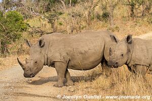 Parc Hluhluwe-Imfolozi - The Elephant Coast - Afrique du Sud