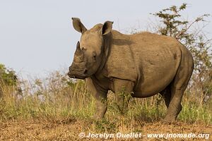 Parc Hluhluwe-Imfolozi - The Elephant Coast - Afrique du Sud