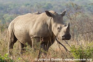 Hluhluwe-Imfolozi Park - The Elephant Coast - South Africa