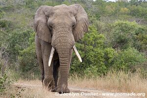 Hluhluwe-Imfolozi Park - The Elephant Coast - South Africa