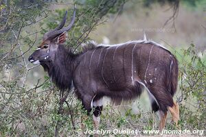 Parc Hluhluwe-Imfolozi - The Elephant Coast - Afrique du Sud