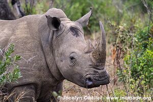 Parc Hluhluwe-Imfolozi - The Elephant Coast - Afrique du Sud