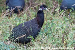 Eastern Shores - iSimangaliso Wetland Park - The Elephant Coast - Afrique du Sud