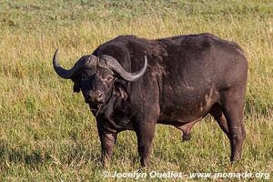 Eastern Shores - iSimangaliso Wetland Park - The Elephant Coast - Afrique du Sud