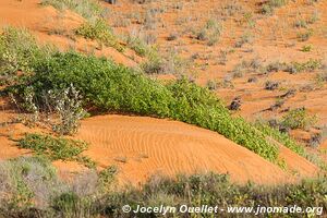 Eastern Shores - iSimangaliso Wetland Park - The Elephant Coast - Afrique du Sud