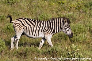 Eastern Shores - iSimangaliso Wetland Park - The Elephant Coast - Afrique du Sud