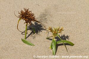 Cape Vidal - Eastern Shores - iSimangaliso Wetland Park - The Elephant Coast - South Africa