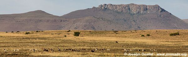Parc national de Mountain Zebra - Afrique du Sud