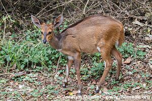 Cape Vidal - Eastern Shores - iSimangaliso Wetland Park - The Elephant Coast - South Africa