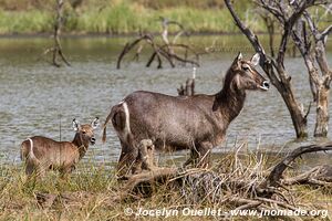 Parc national Pilanesberg - Afrique du Sud