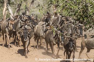 Réserve faunique de Mkhuze - The Elephant Coast - Afrique du Sud