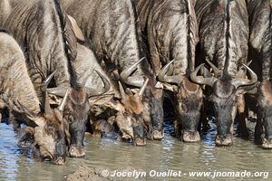 Mkhuze Game Reserve - The Elephant Coast - South Africa