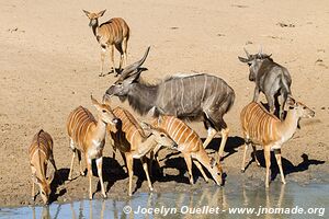 Mkhuze Game Reserve - The Elephant Coast - South Africa