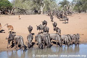 Mkhuze Game Reserve - The Elephant Coast - South Africa