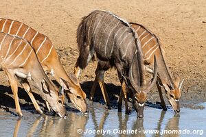 Mkhuze Game Reserve - The Elephant Coast - South Africa