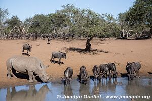 Mkhuze Game Reserve - The Elephant Coast - South Africa