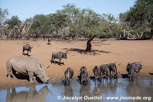 Réserve faunique de Mkhuze - The Elephant Coast - Afrique du Sud