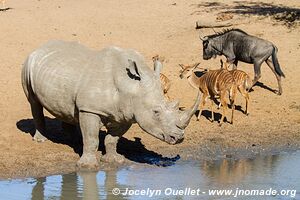 Réserve faunique de Mkhuze - The Elephant Coast - Afrique du Sud