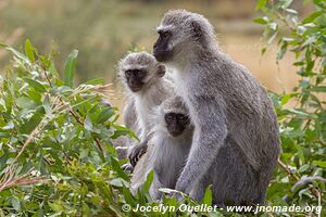 Parc national Pilanesberg - Afrique du Sud