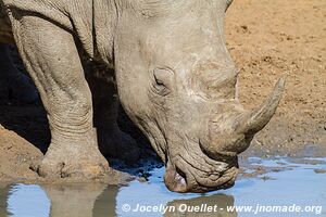 Mkhuze Game Reserve - The Elephant Coast - South Africa