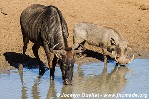 Mkhuze Game Reserve - The Elephant Coast - South Africa