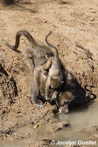 Réserve faunique de Mkhuze - The Elephant Coast - Afrique du Sud