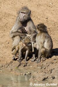 Mkhuze Game Reserve - The Elephant Coast - South Africa