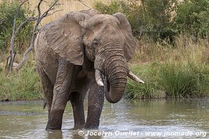 Parc national Pilanesberg - Afrique du Sud