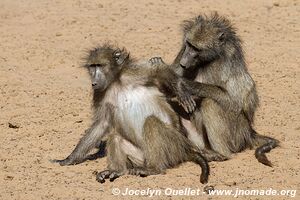 Mkhuze Game Reserve - The Elephant Coast - South Africa