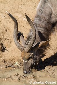 Mkhuze Game Reserve - The Elephant Coast - South Africa