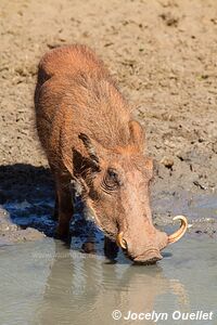 Mkhuze Game Reserve - The Elephant Coast - South Africa