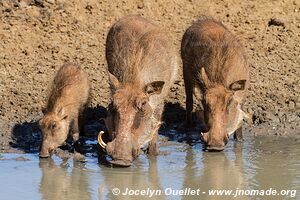 Mkhuze Game Reserve - The Elephant Coast - South Africa