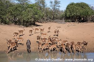 Mkhuze Game Reserve - The Elephant Coast - South Africa