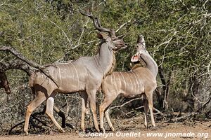 Mkhuze Game Reserve - The Elephant Coast - South Africa