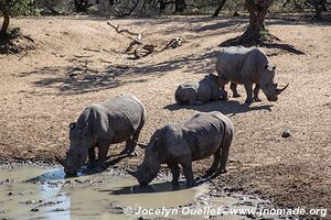 Réserve faunique de Mkhuze - The Elephant Coast - Afrique du Sud