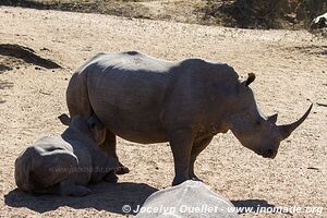 Mkhuze Game Reserve - The Elephant Coast - South Africa