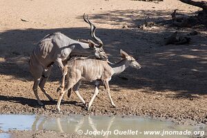 Mkhuze Game Reserve - The Elephant Coast - South Africa