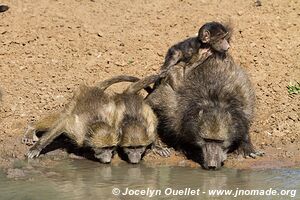 Mkhuze Game Reserve - The Elephant Coast - South Africa