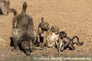 Mkhuze Game Reserve - The Elephant Coast - South Africa