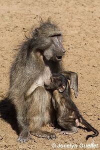 Mkhuze Game Reserve - The Elephant Coast - South Africa