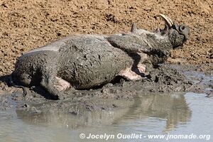 Mkhuze Game Reserve - The Elephant Coast - South Africa