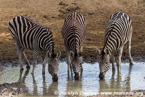 Réserve faunique de Mkhuze - The Elephant Coast - Afrique du Sud