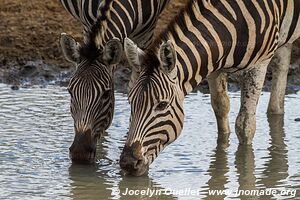 Mkhuze Game Reserve - The Elephant Coast - South Africa